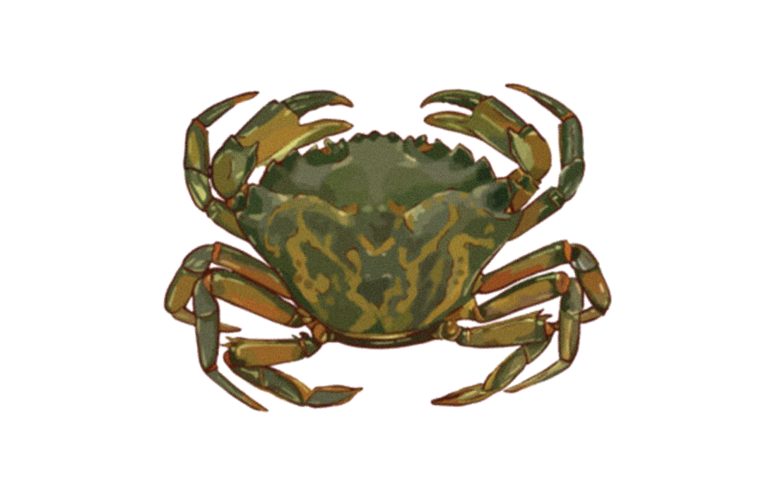 🌊 Mission détective : Qui est ce crabe?