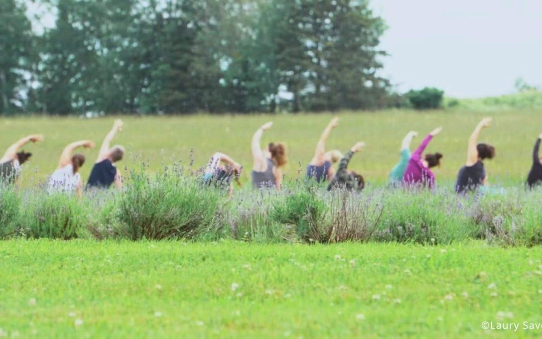 Méditation guidée, introduction à la pleine consience dans les champs de lavande