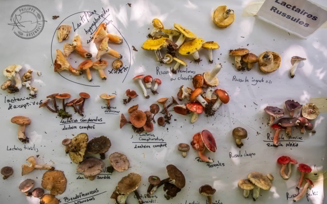 Porte ouverte – Exposition de champignons