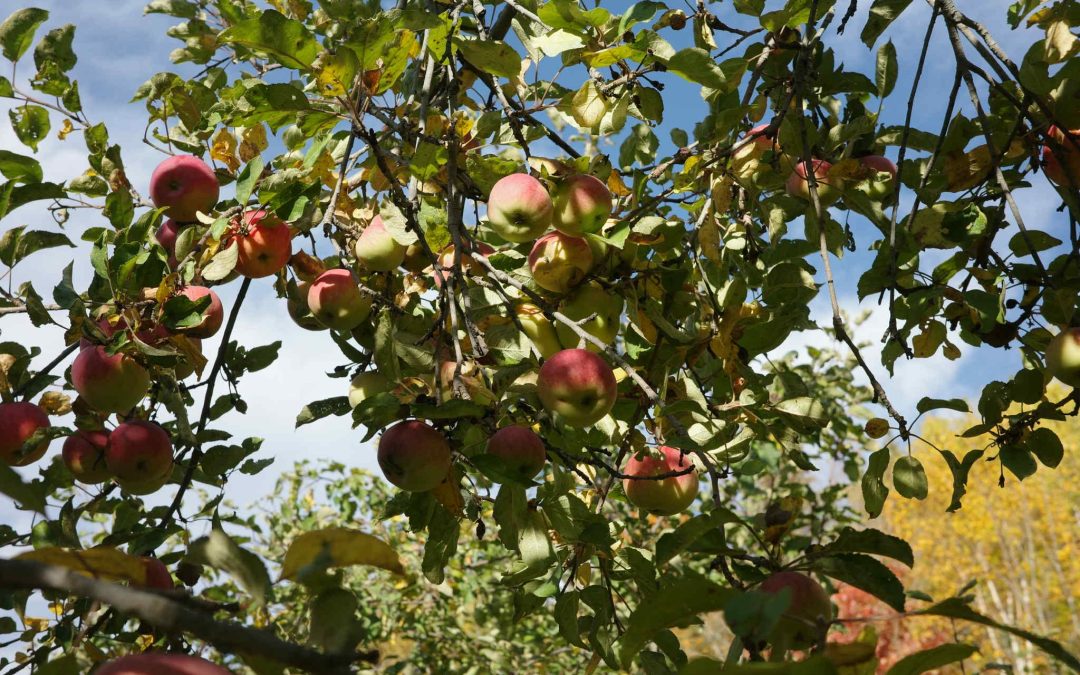 Autocueillette de Pommes- Verger pomme en fête